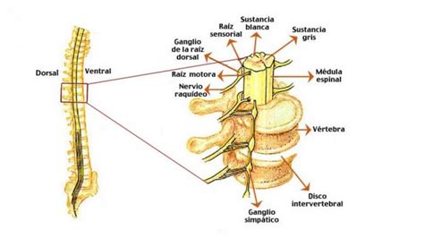Médula Espinal Qué Es Funciones Y Lesiones Asociadas
