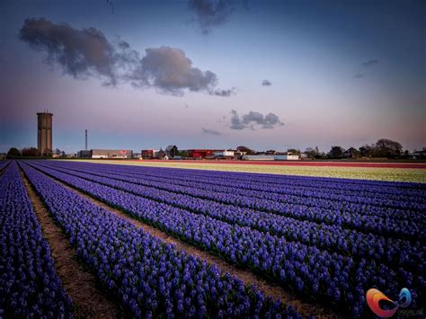 These Pics Of The Flower Fields In The Netherlands Will Continue To