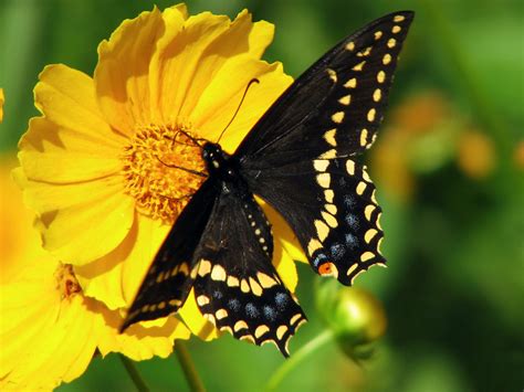 Eastern Black Swallowtail Butterflies Of Tucson Arizona · Inaturalist