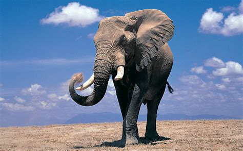 Animales Elefante Africano De Sabana Hd Fondo De Pantalla
