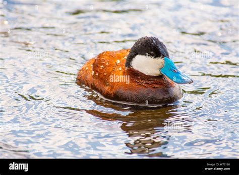 The Blue Billed Ruddy Duck Oxyura Jamaicensis Swimming In A Pond In
