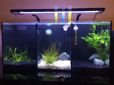 I unbox the betta trio fro aqua one. All set for two new residents. Aqua One Betta Trio FTS ...