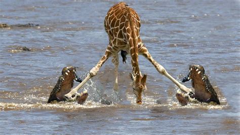 The Whole Group Left Behind Giraffe Was Hunted By Crocodile