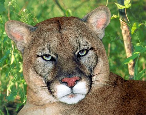 California's mountain lions face extinction - but farmers slam moves to ...