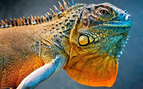 Amazing Pictures Amazing Iguana Wallpapers Reptiles Wallpaper