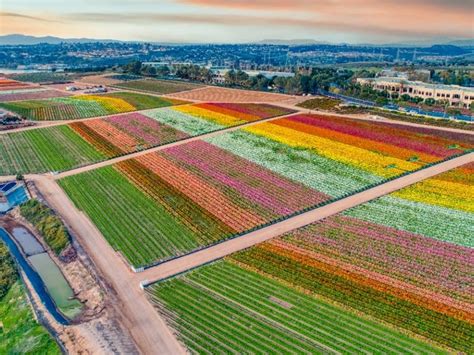 Carlsbad Flower Fields To Open March 1 With Social Distancing