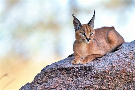 Caracal Wallpapers Pictures Images