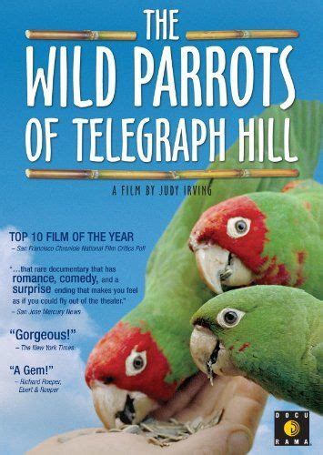 The Wild Parrots Of Telegraph Hill Documentaries Parrot Good Movies