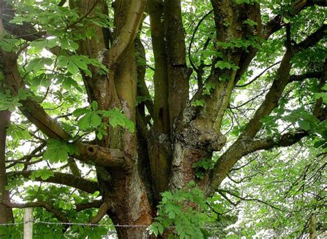 Horse Chestnut Tree Pictures Facts On The Horse Chestnut