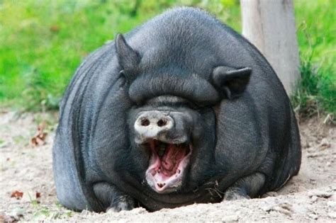 Create Meme The Biggest Pig In The World Hog Pig Vietnamese Pigs