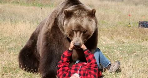 Bear Attacks Statistics Global Pandemonium Perspective