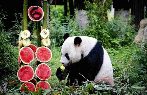 What Do Panda Bears Eat