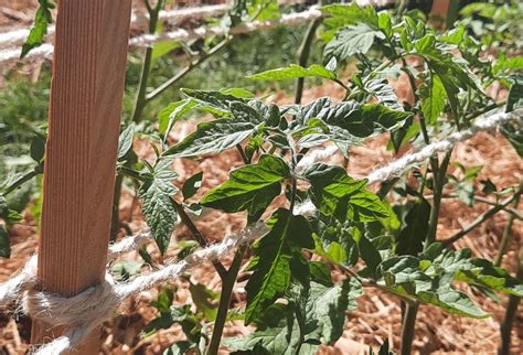 Tomato Trellising Techniques Planter Growing Guide