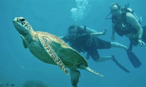 Upolu Cay Reef Snorkel And Dive Day Cruise Experience Oz