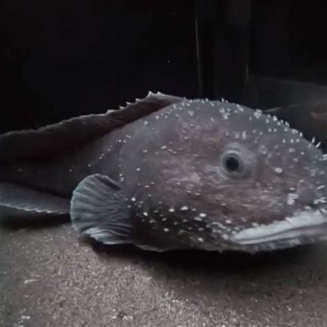 Worlds Ugliest Fish Blobfish