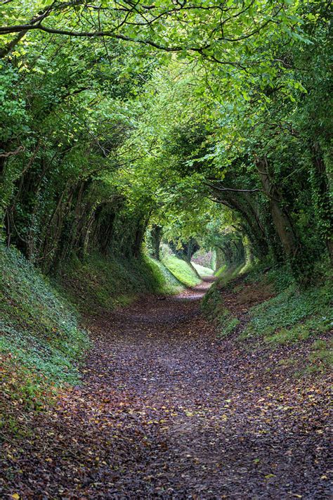 Tunnel Of Trees Halnaker Chichester West Sussex Uk Photograph By