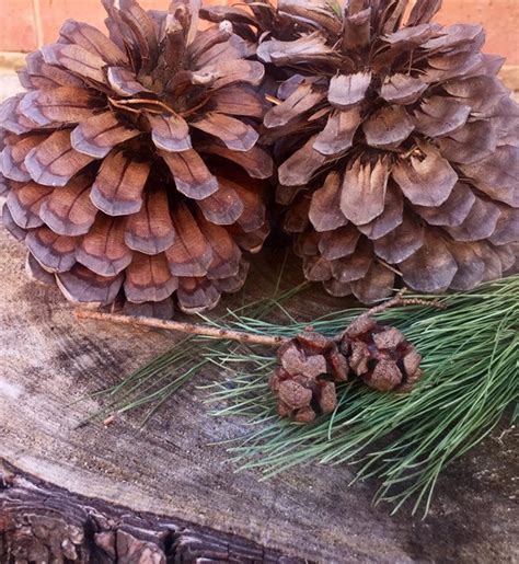 Natural Pine Cones Dried Natural Craft Supplies Real Pine Etsy