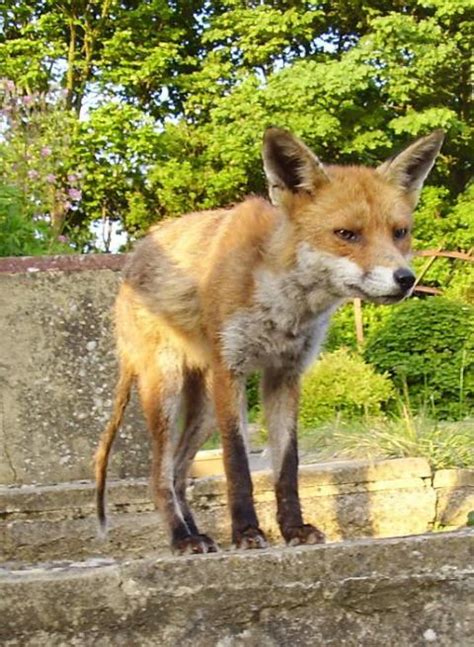 Mange In The Red Fox Wildlife Online