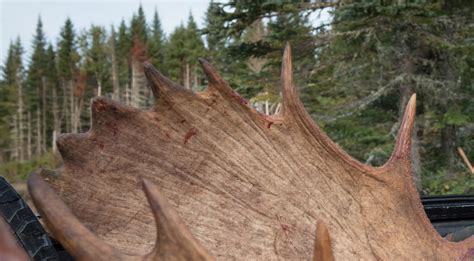 Maine Moose Hunt 2019 Canoe The Wild