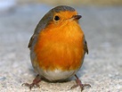 Pin by Sally Davis on little bird | Cute wild animals, Beautiful birds ...