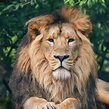 Beautiful portrait of Asiatic Lion Panthera Leo Persica #2 Photograph ...