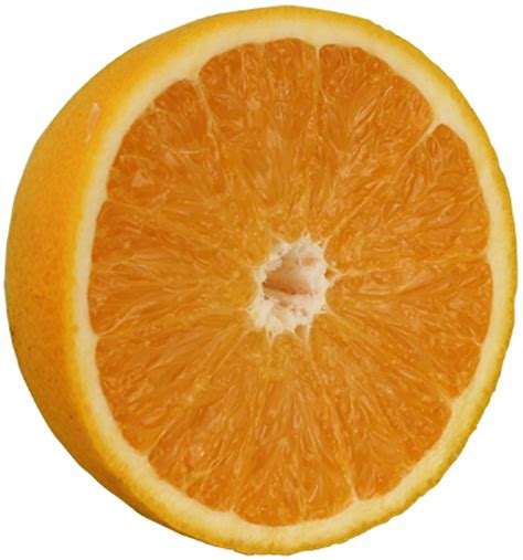 Buy Valencia Orange Trees, For Sale in Orlando, Florida, Kissimmee