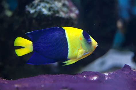 20 Best Saltwater Aquarium Fish Species Guide For Beginners