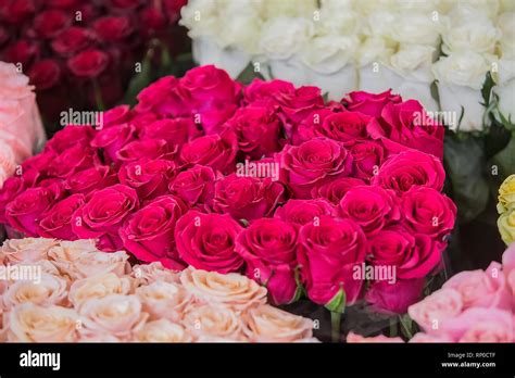 Grandes Ramos De Rosas En Diferentes Colores Fotografía De Stock Alamy