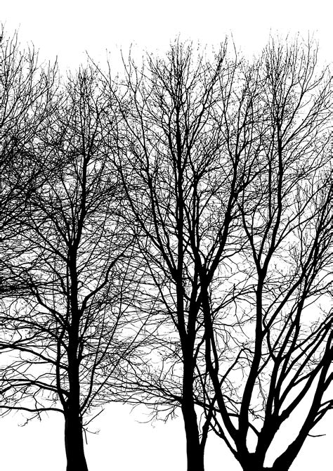 Free Images Forest Branch Winter Black And White Trunk Foliage