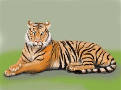 Learn How To Draw A Bengal Tiger Wild Animals Step By Step Drawing
