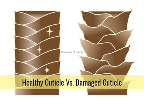 Hair Cuticle What A Hair Expert Wants You To Know Hairstyle Camp