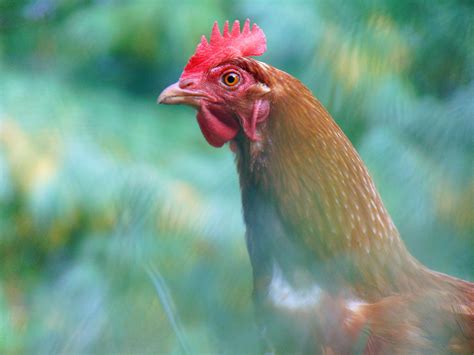 Red Rooster In Close Up Photography · Free Stock Photo