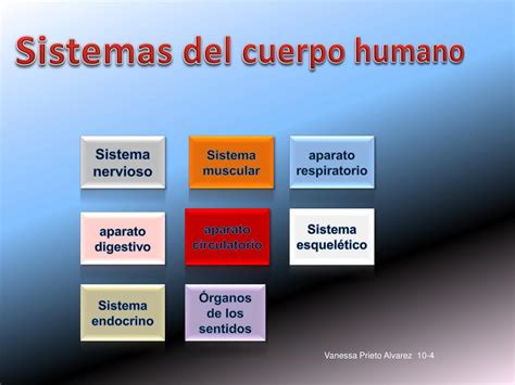 Ppt Sistemas Del Cuerpo Humano Powerpoint Presentation Free Download