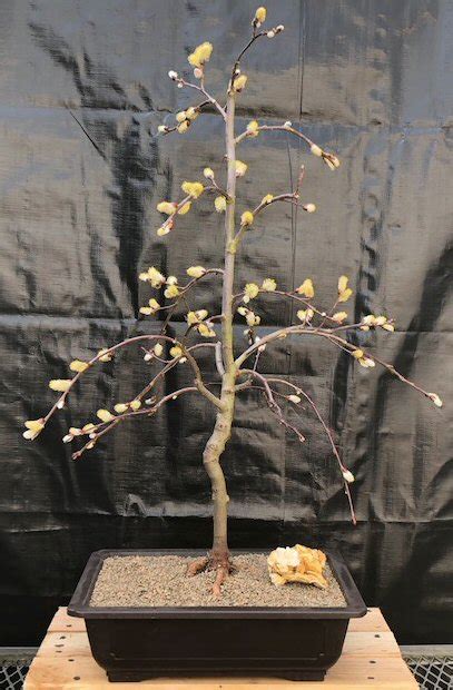 Flowering Weeping Pussy Willow Bonsai Tree Salix Caprea Pendula