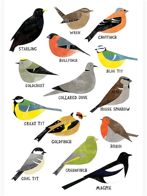 British Bird Id Chart Poster For Sale By Holly Astle Redbubble