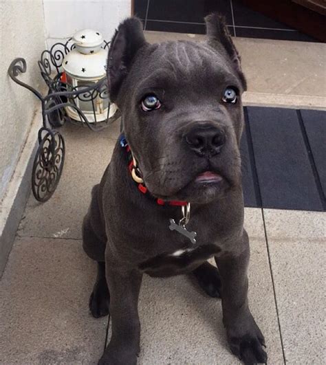 9 Stranger Ways Your Cane Corso Express Their Undying Love For You