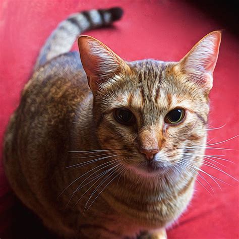 Feline Photography On Cutest Kittens Deviantart