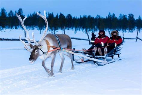Reindeer Safari In Rovaniemi Scandi Travel Tour Operator