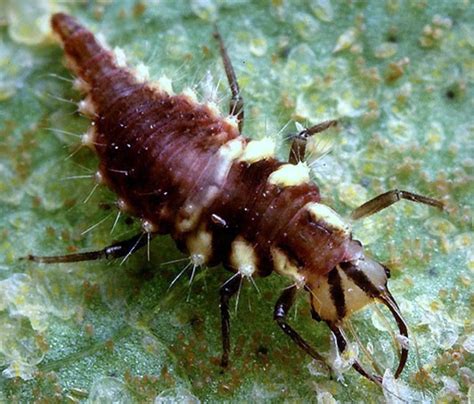 Dish soap works great as an insect repellant and/or insecticide. Get to Know These Beneficial Bugs | HubPages