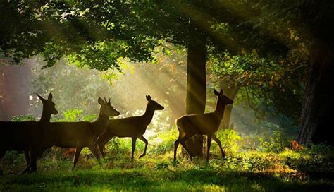 Free Download Most Beatiful Beautiful Deer Wallpapers In Hd Beautiful