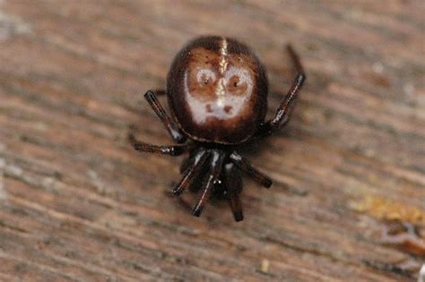 Top 9 Common Uk Spiders Types Of Spiders Found In The Uk