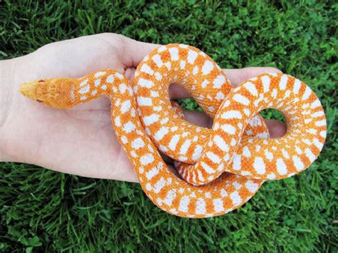 32 Types Of Small Pet Snakes Wayangpetscom