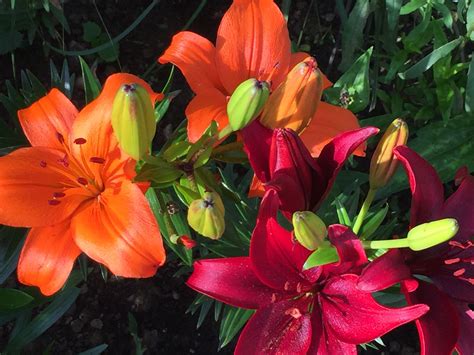Asiatic Lilies Sunset Mixed Asiatic Lilies Lily Plants