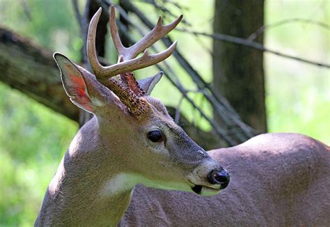 White Tailed Buck Profile Photograph By Debbie Oppermann Pixels