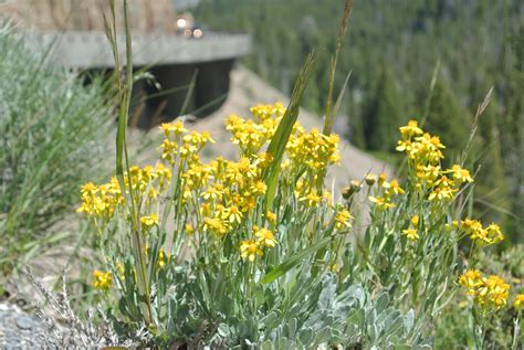 Yellow Flowers Growing Out Of The Ground In Front Of A Mountain Side
