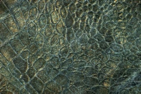 Reptile Skin Texture ⬇ Stock Photo Image By © Watman 70256685