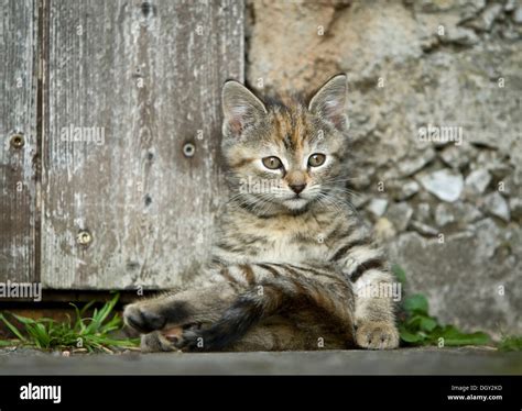 Brown Tabby Kitten Farm Cat Sitting In Front Of A Barn Door Grooming