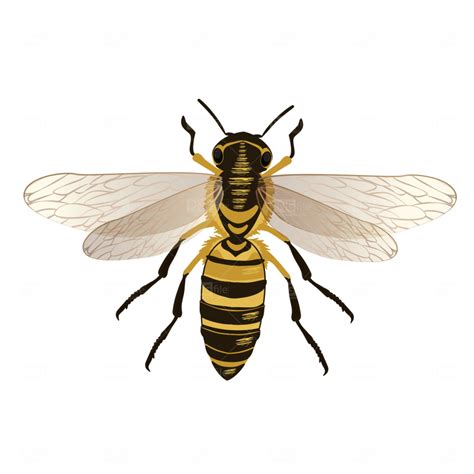 Bee Insect Vector PNG - Photo #1303 - PngFile.net | Free PNG Images ...