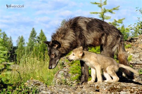 White Wolf Wolf Pups Snuggle Up To Their Mothers In The Wild 22 Pics
