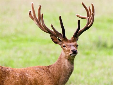 Planned cull of wild deer population